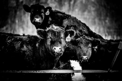 Three black cattle are standing close together, each with an ear tag displaying numbers. Their expressions appear calm and inquisitive. The background is blurred, suggesting an outdoor setting, possibly on a farm.