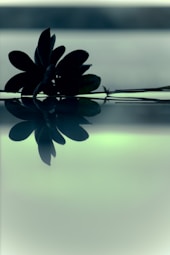 a single flower is reflected in the water