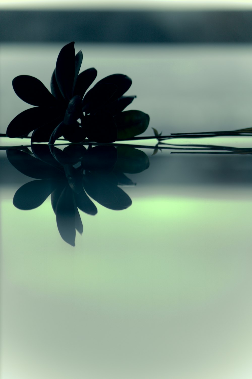 a single flower is reflected in the water