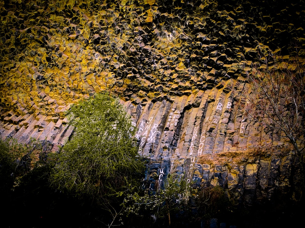 una pared de roca con un árbol delante de ella