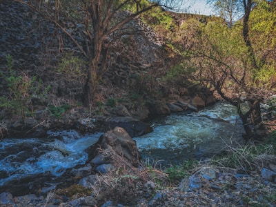 A small river flowing beside the land with rich vegetation.