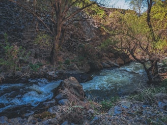 A small river flowing beside the land with rich vegetation.
