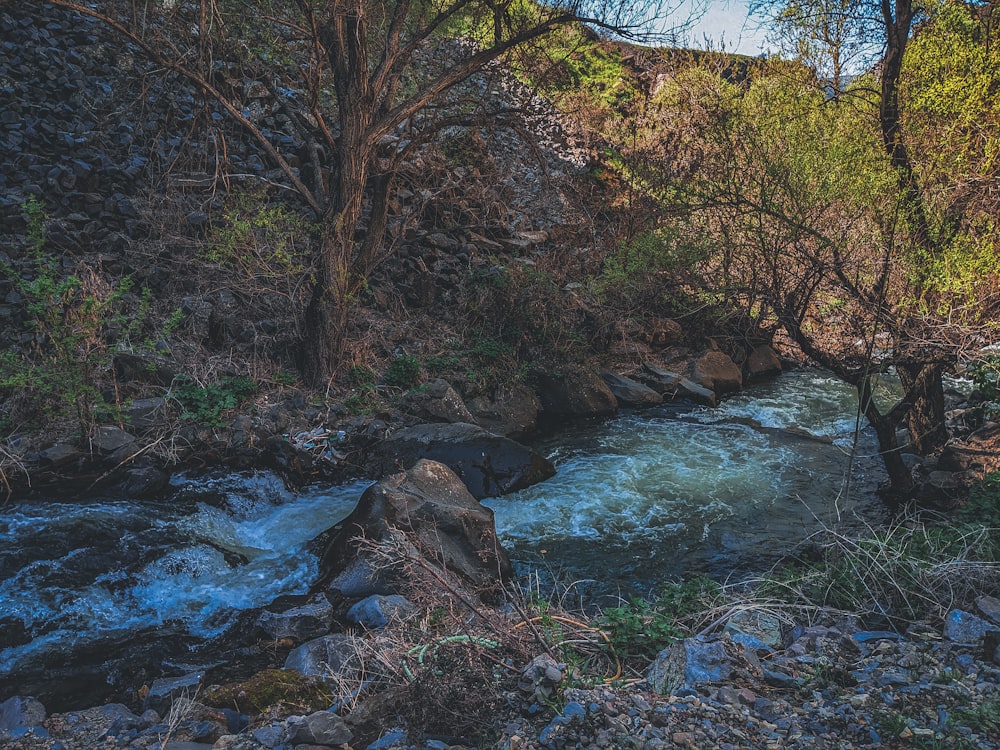 a river running through a lush green forest