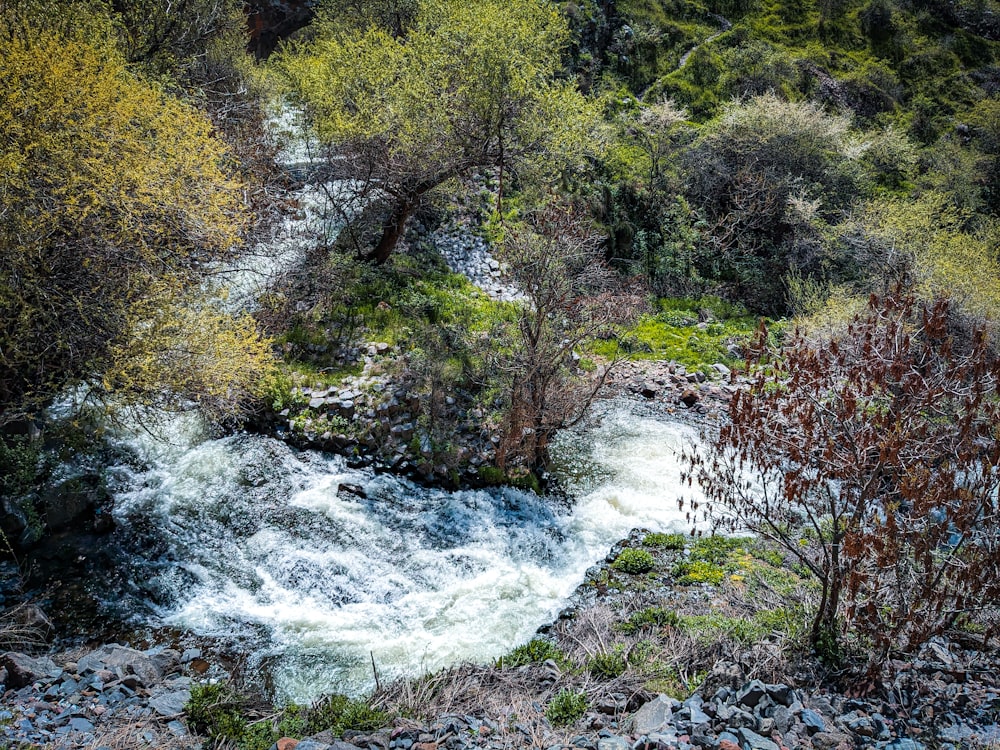 a river running through a lush green forest