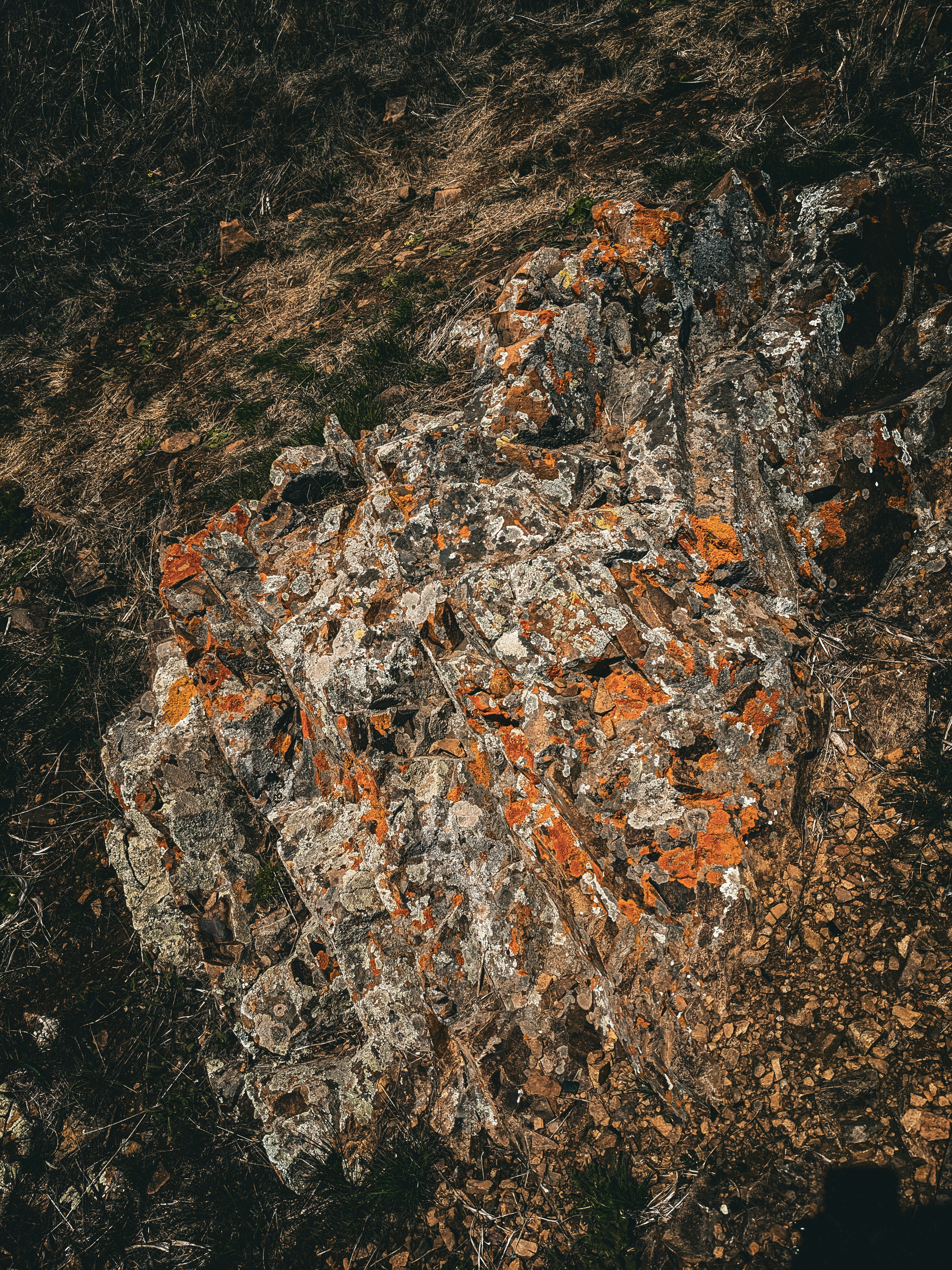 a piece of rock with orange lichen on it