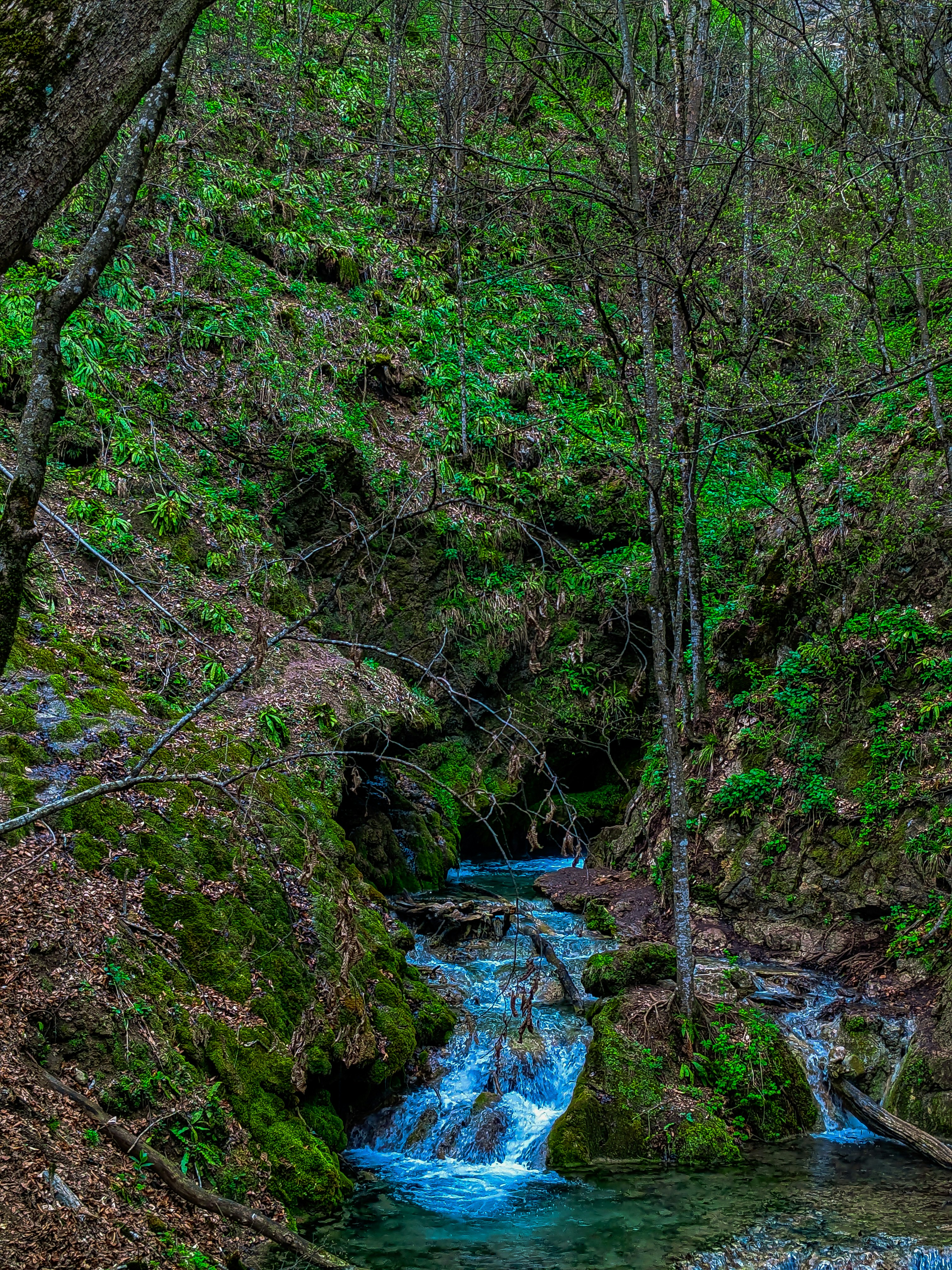 a stream running through a lush green forest