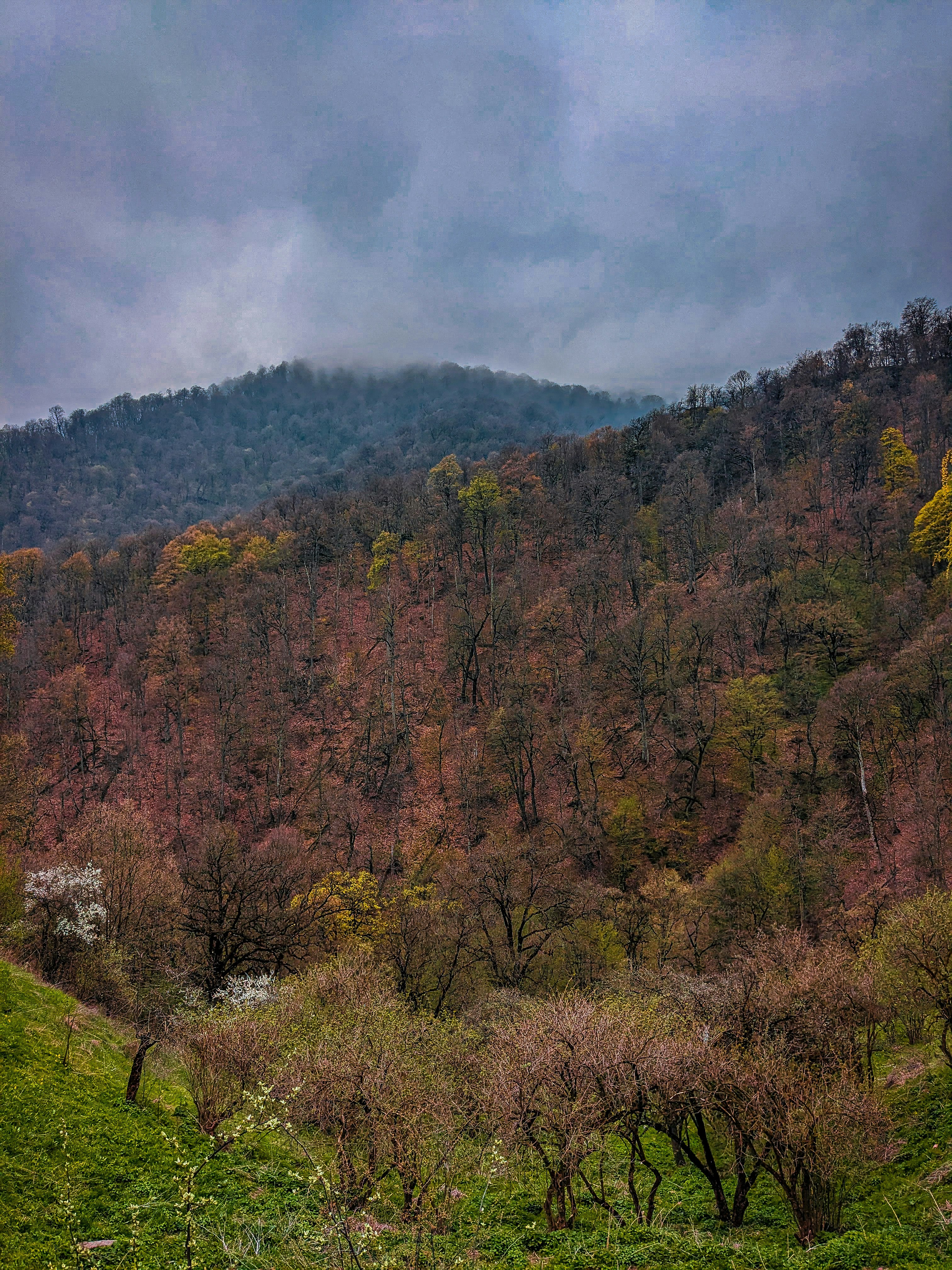 a lush green hillside covered in lots of trees