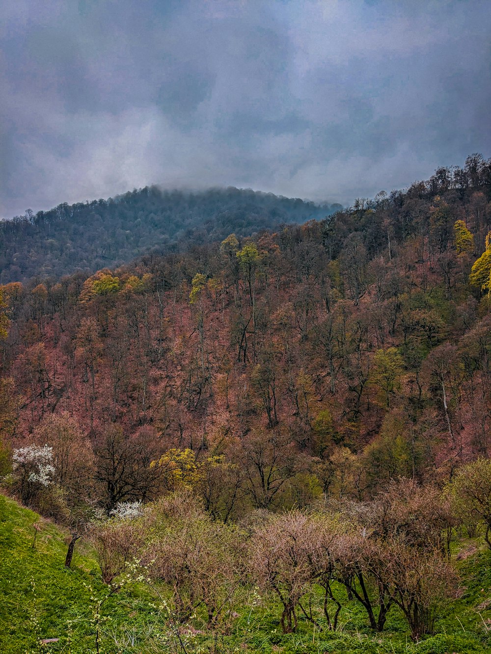 une colline verdoyante couverte de nombreux arbres