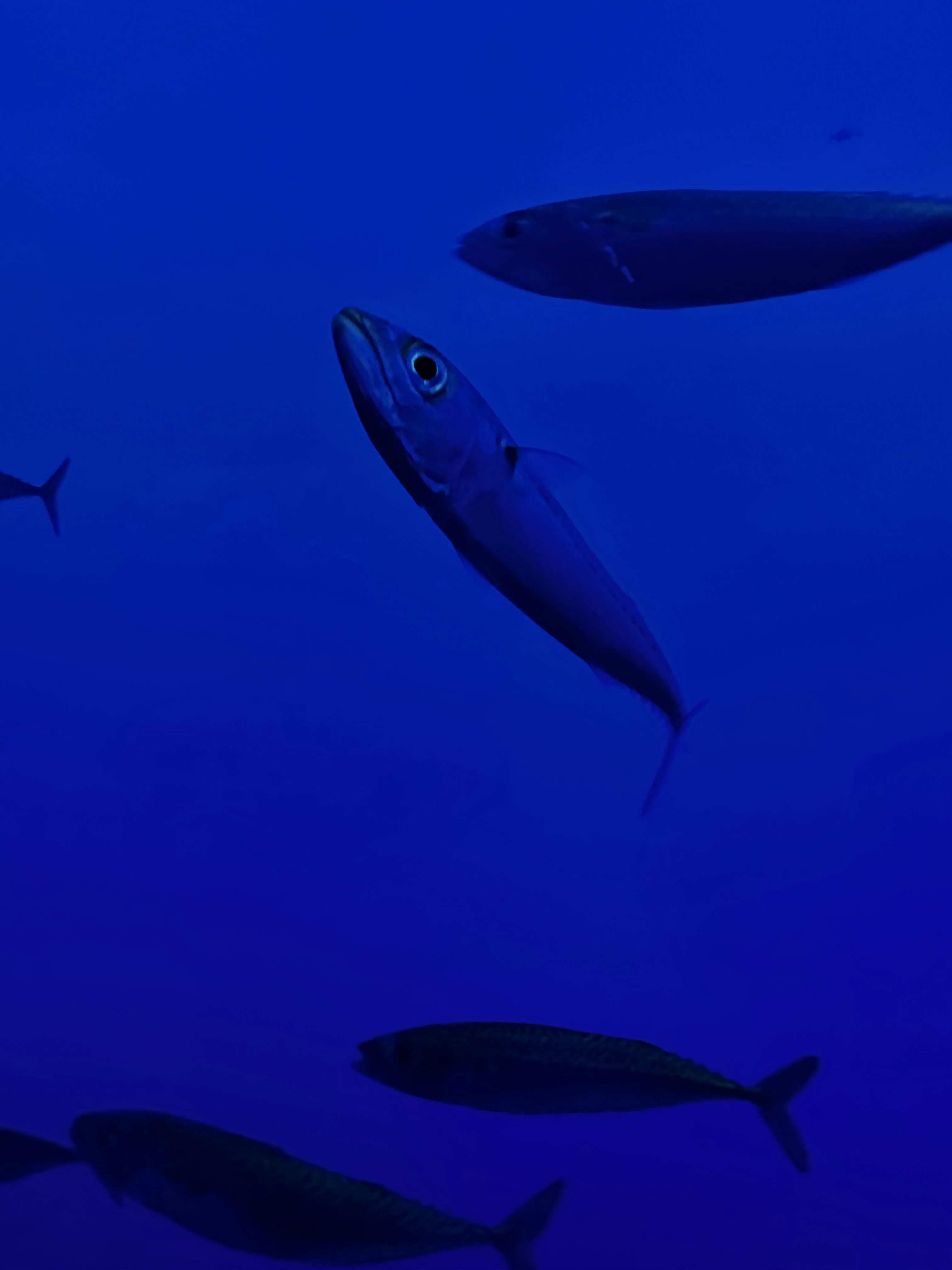 a group of fish swimming in the ocean