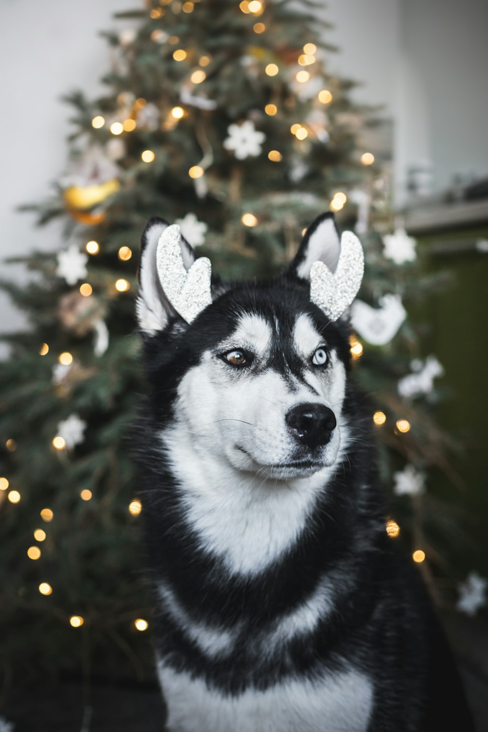 a black and white dog sitting in front of a christmas tree