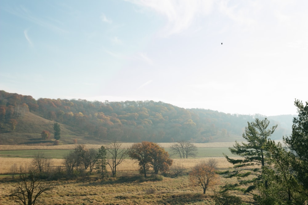 a field with trees and a hill in the background