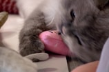 A gray cat is playing aggressively with a small, pink plush toy. The cat's fur is fluffy and it appears to be in a playful, perhaps slightly fierce mood as it has its mouth open against the toy.