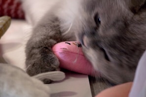 A gray cat is playing aggressively with a small, pink plush toy. The cat's fur is fluffy and it appears to be in a playful, perhaps slightly fierce mood as it has its mouth open against the toy.