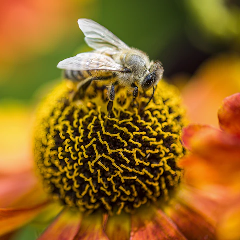 Close-up macro shot of a native melipona bee perched delicately on a vibrant forest flower, highlighting its intricate wings and glossy body.