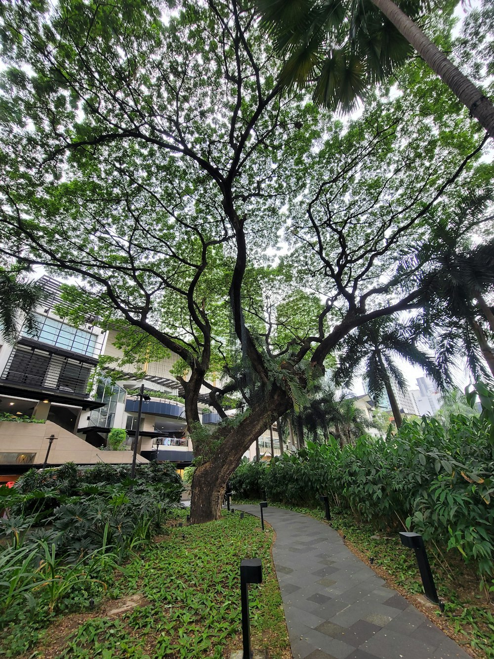 a large tree in the middle of a lush green park