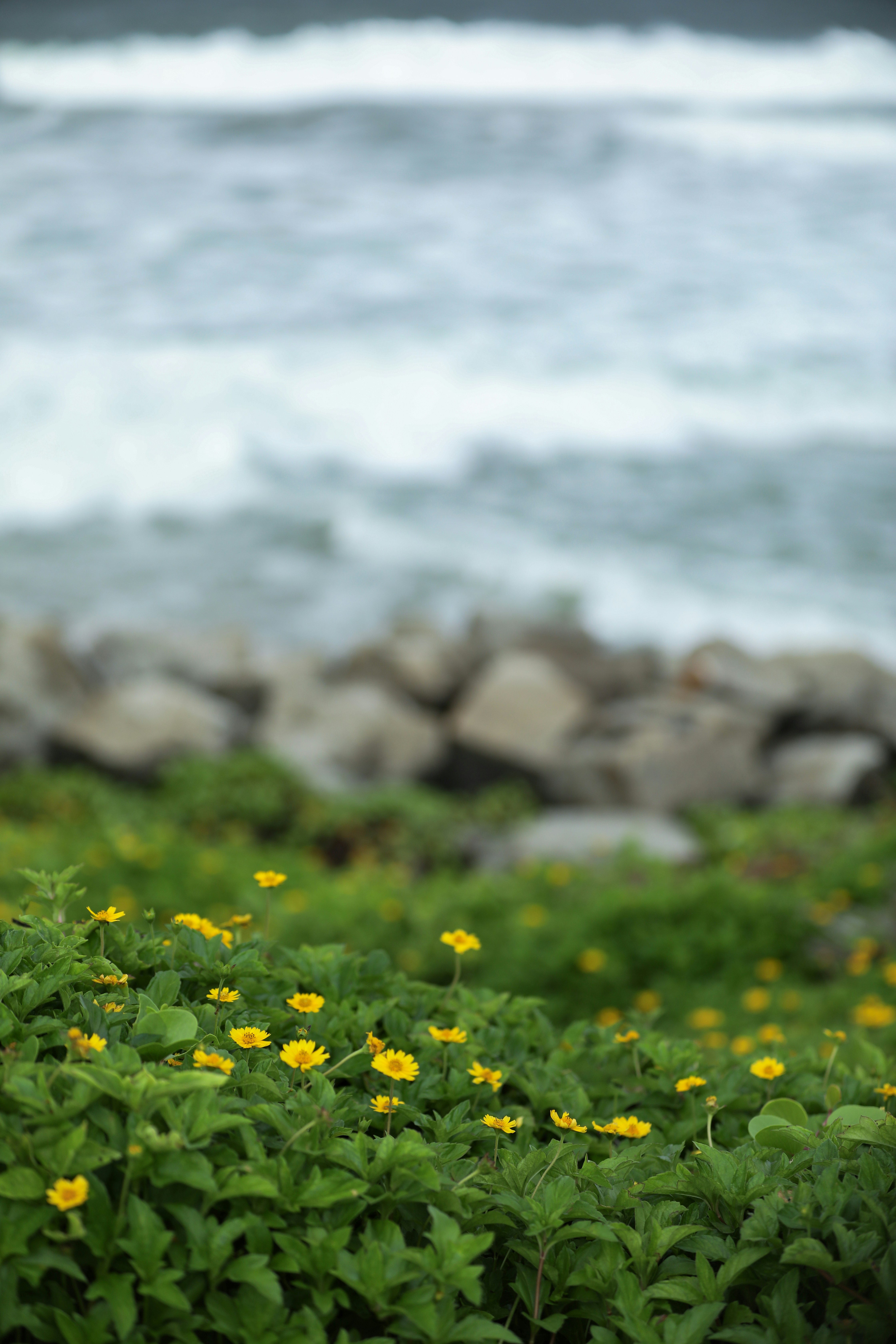 a bunch of flowers that are by the water