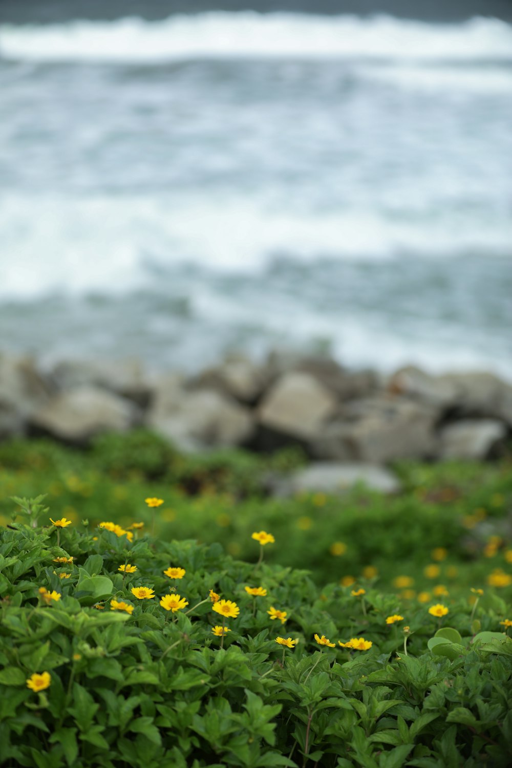 a bunch of flowers that are by the water