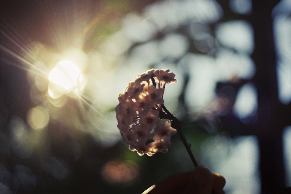 a person holding a flower in their hand