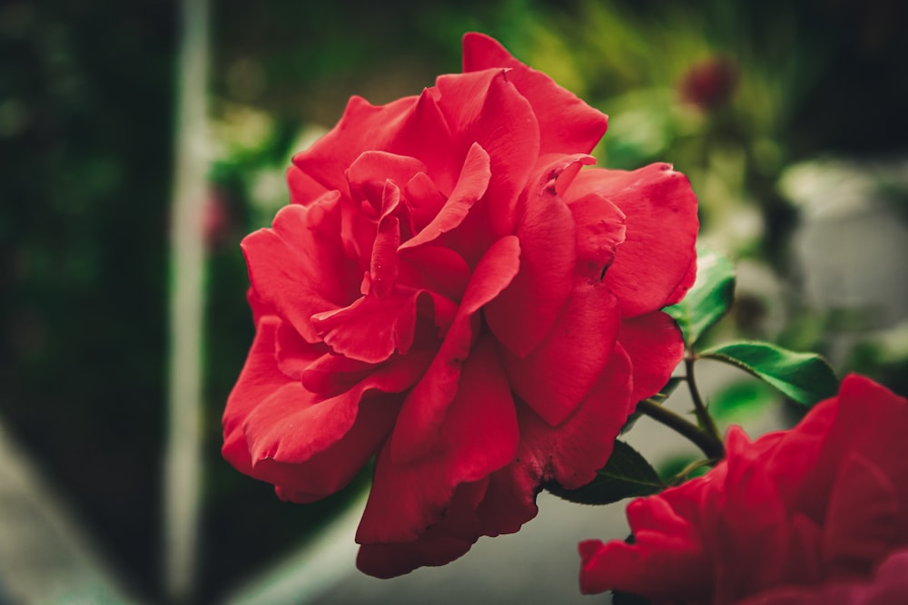 a close up of a red flower with a blurry background