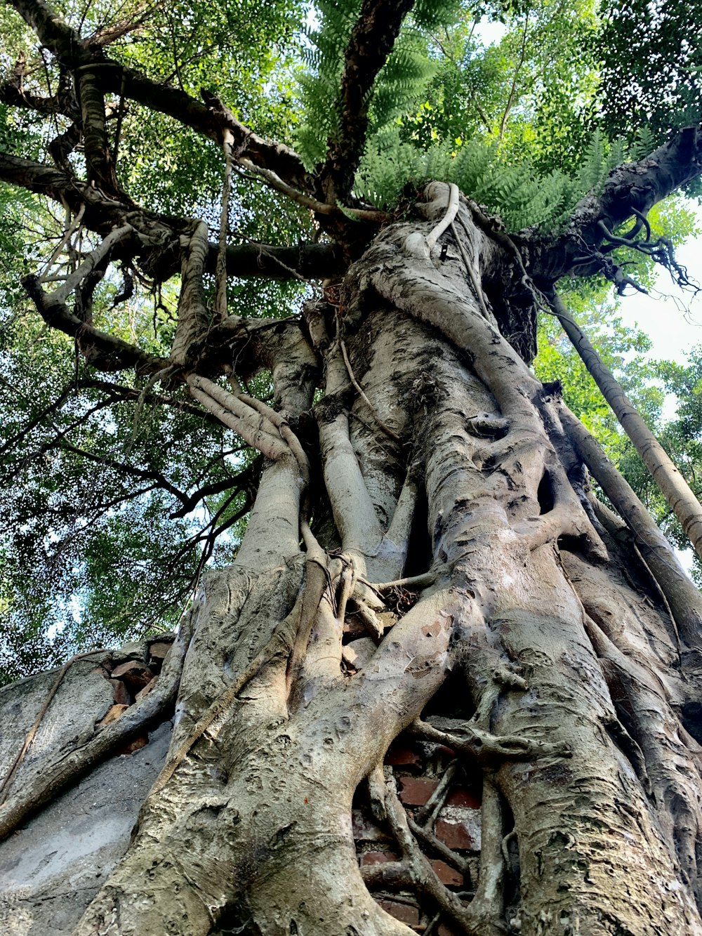 a very large tree with a very long trunk