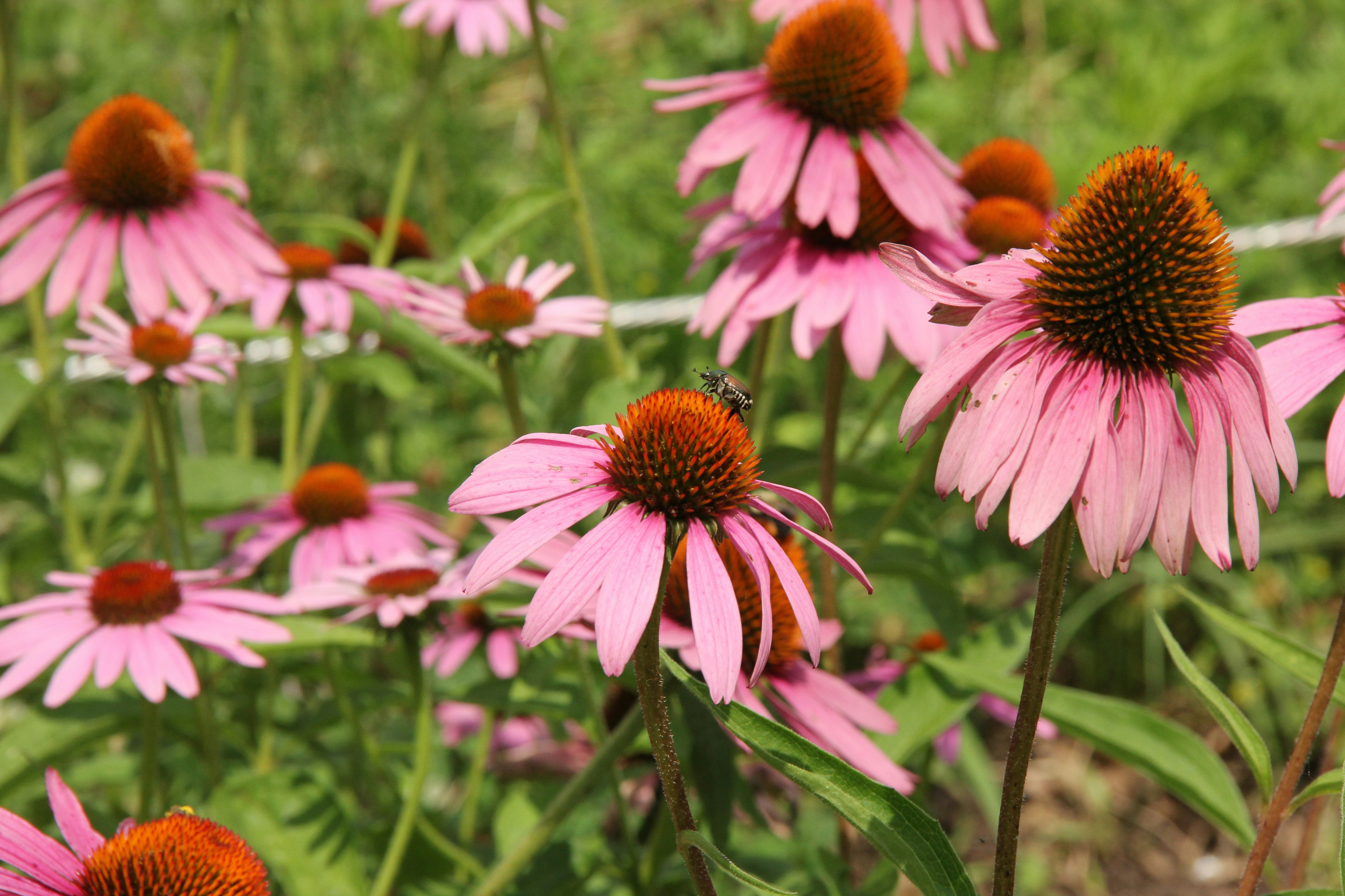 Echinacea flowers are great medicinal herbs