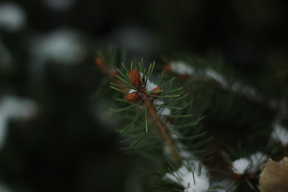 a close up of a pine tree with snow on it