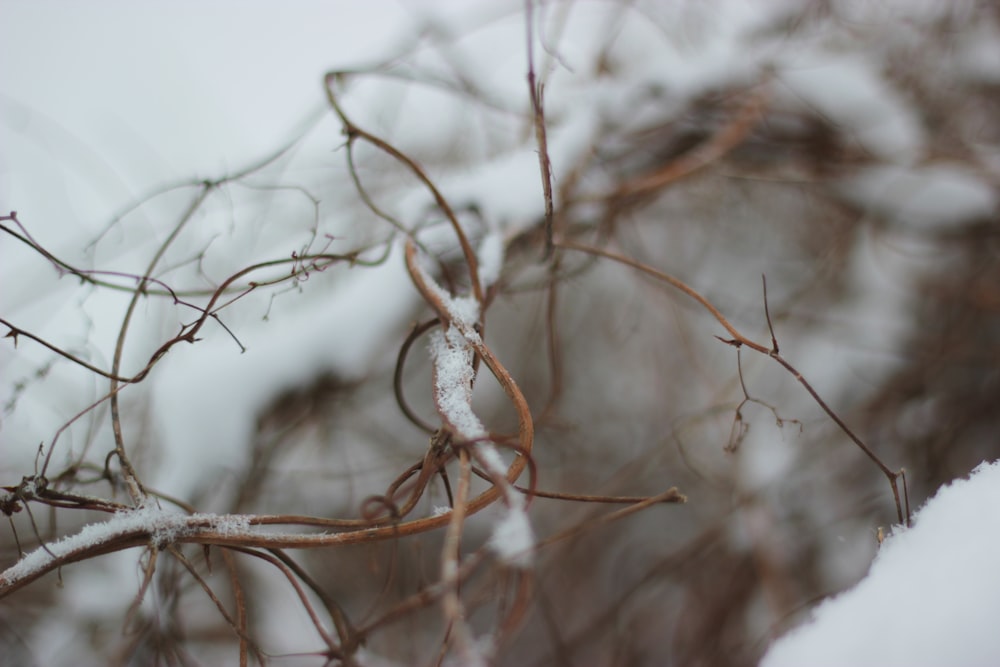 a close up of a branch with snow on it