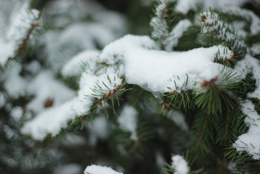 a close up of snow on a pine tree