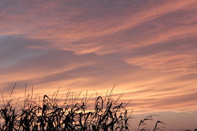 Sunset over the Argentine pampas with soft pink and orange hues.