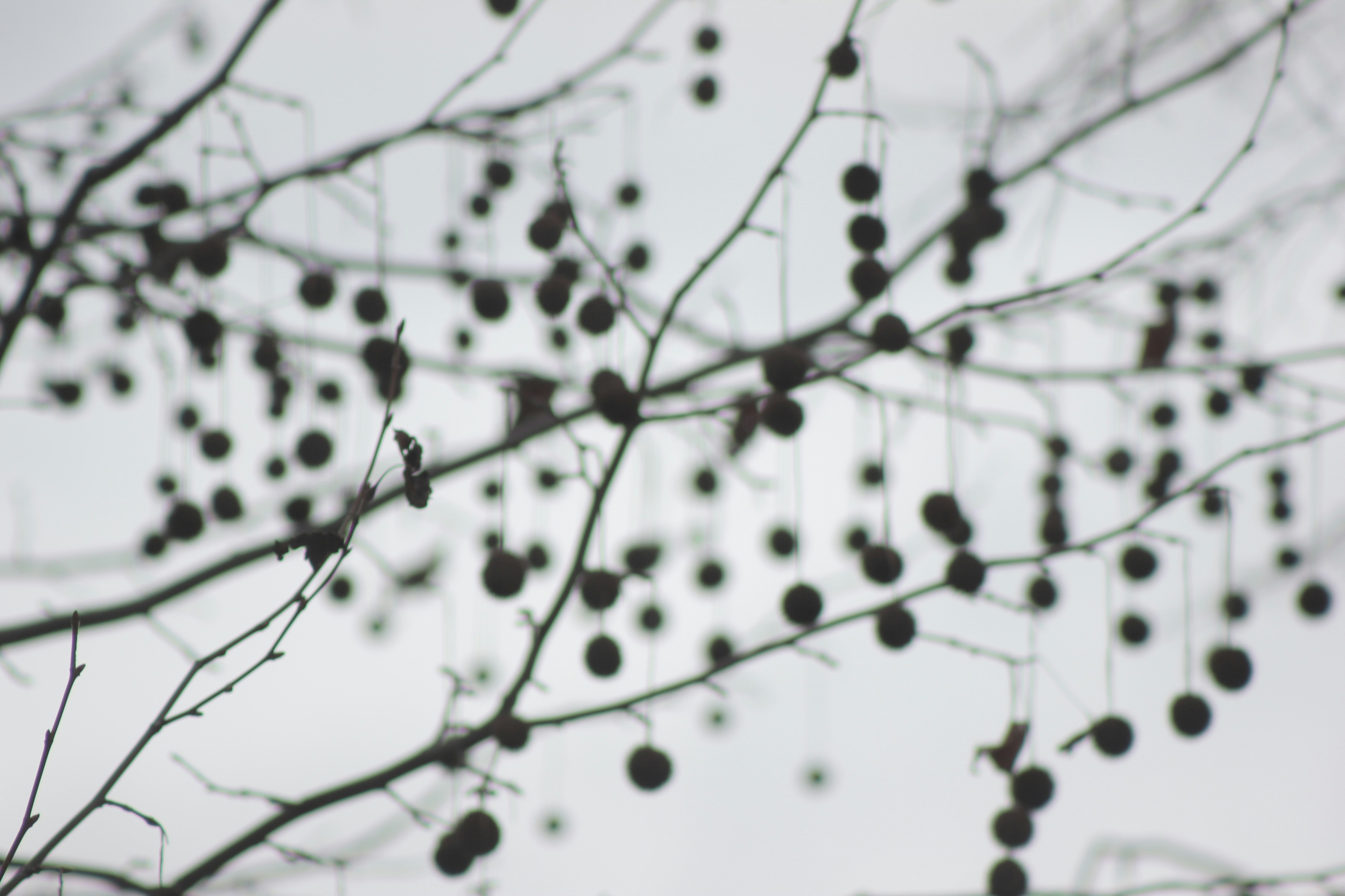 Photo by kristina_pong