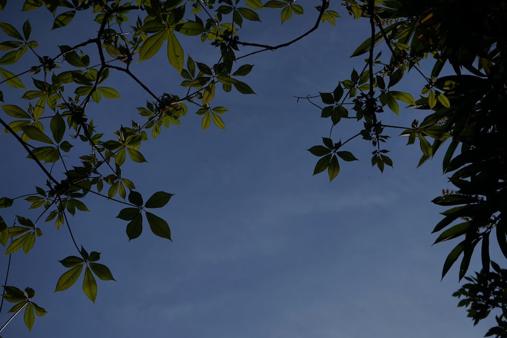 a tree branch with leaves against a blue sky