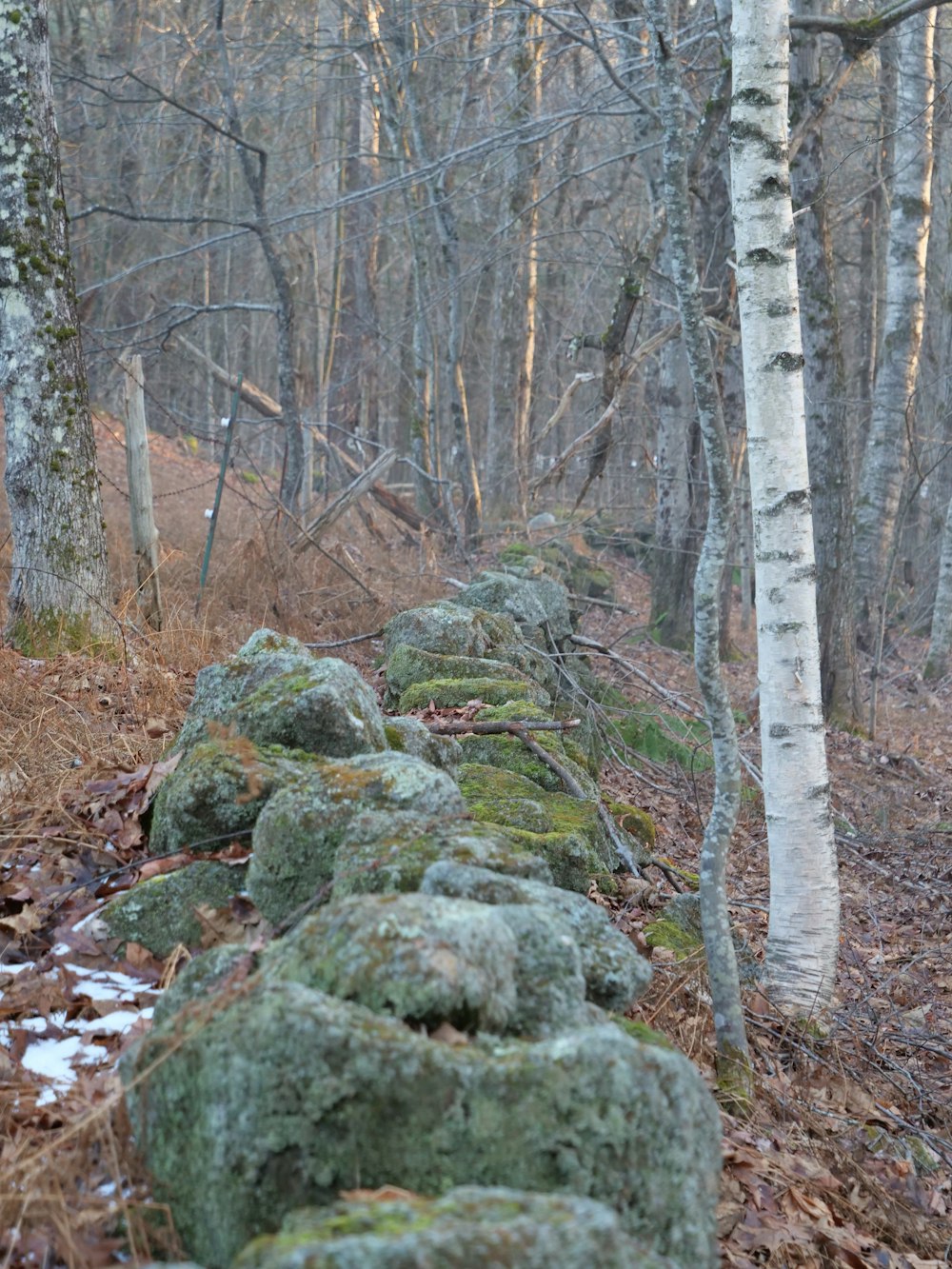 a stone wall in the woods with moss growing on it