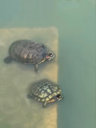 Two turtles with distinct shell patterns are swimming in murky green water. One turtle is positioned slightly above the other, both displaying red markings near their heads. Subtle reflections and shadows create a serene aquatic environment.