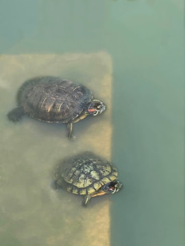 Two turtles with distinct shell patterns are swimming in murky green water. One turtle is positioned slightly above the other, both displaying red markings near their heads. Subtle reflections and shadows create a serene aquatic environment.