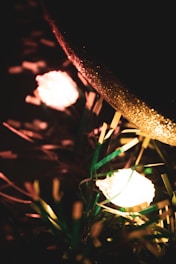 Festive scenes from a Christmas promotional video featuring warm lighting and gold accents.