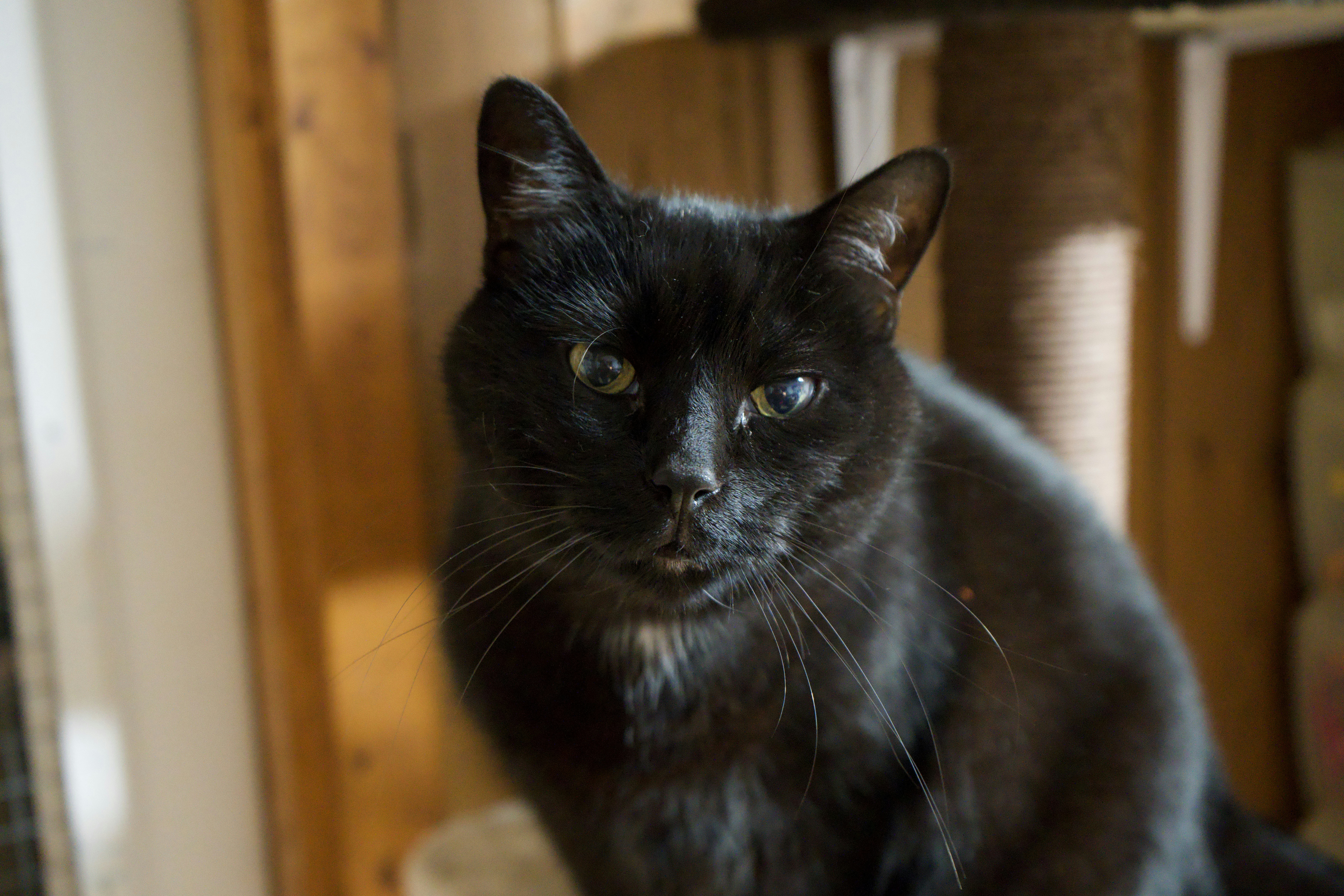 Photo by krazekatlady