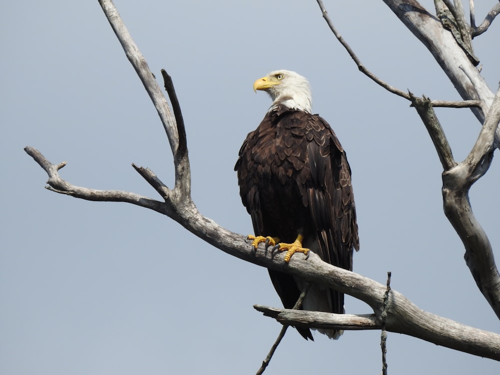 a bald eagle perched on top of a tree branch