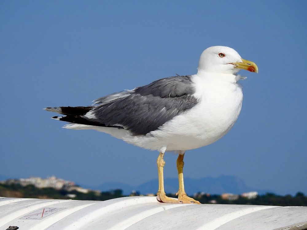 a seagull is standing on the edge of a roof