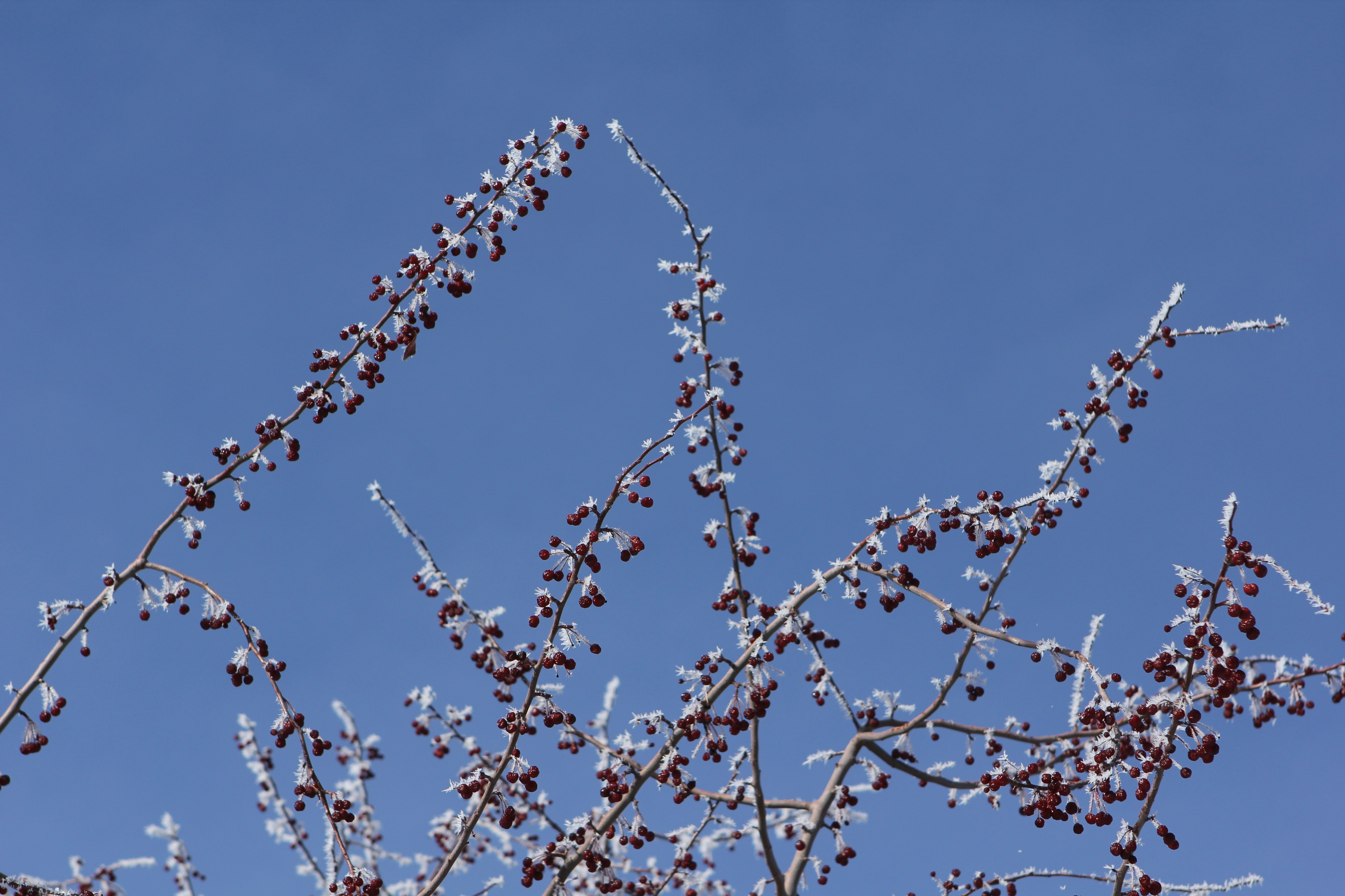 Photo by judy_beth_morris_idaho