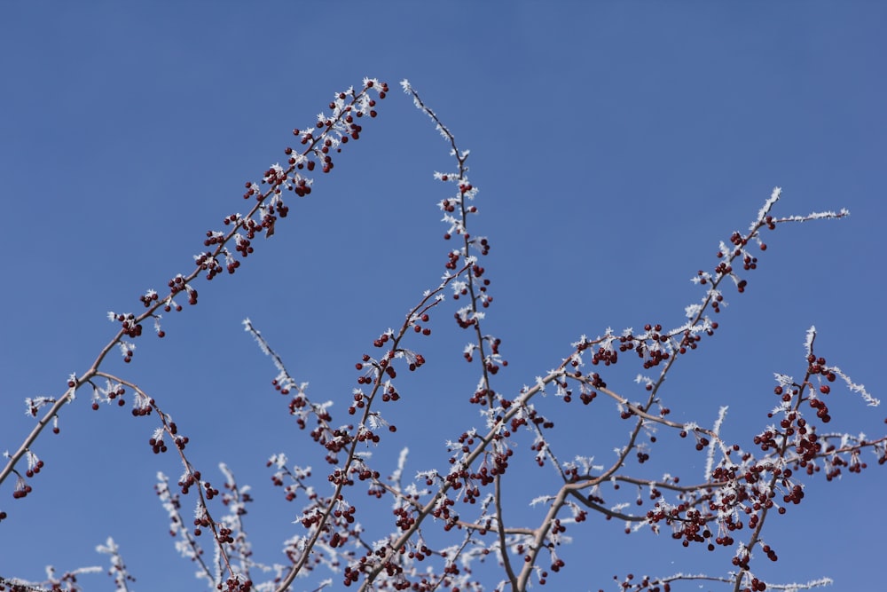 the branches of a tree are covered in snow