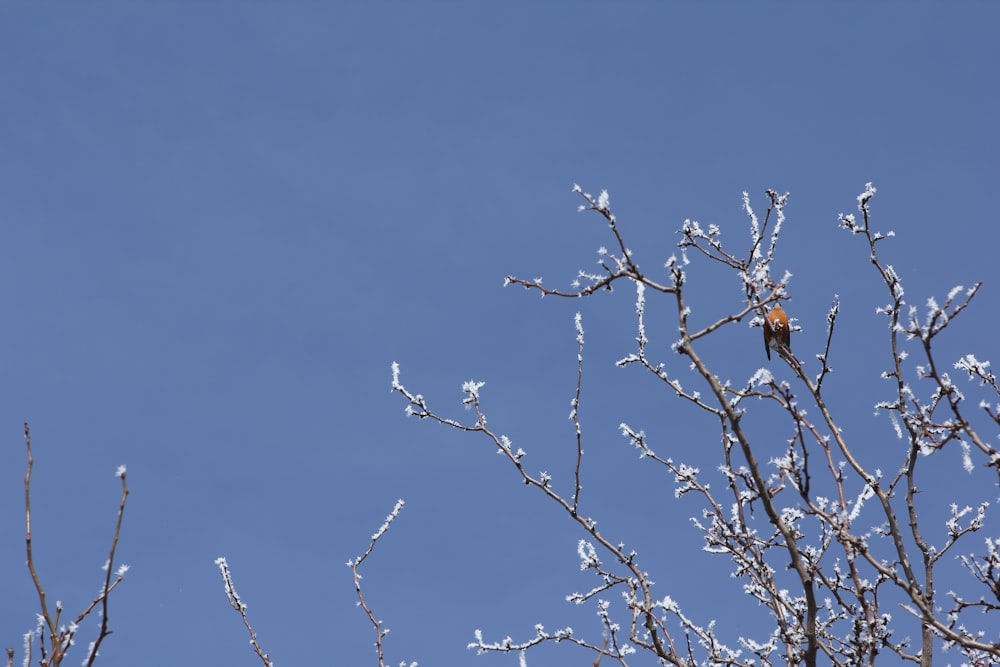 a bird sitting on a tree branch covered in ice