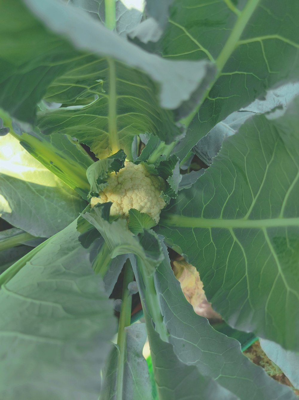 a close up of a green plant with leaves