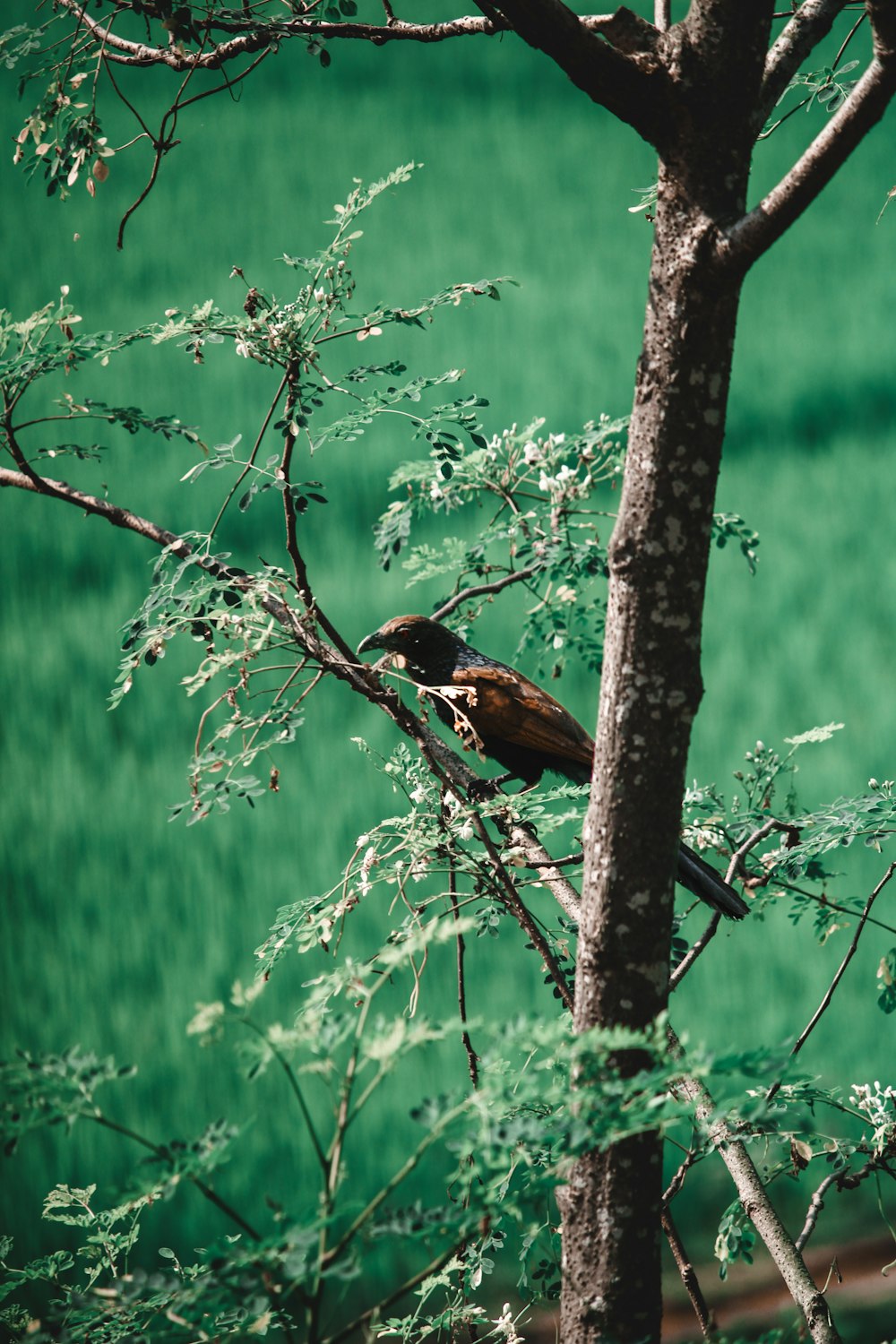 木の枝にとまる鳥