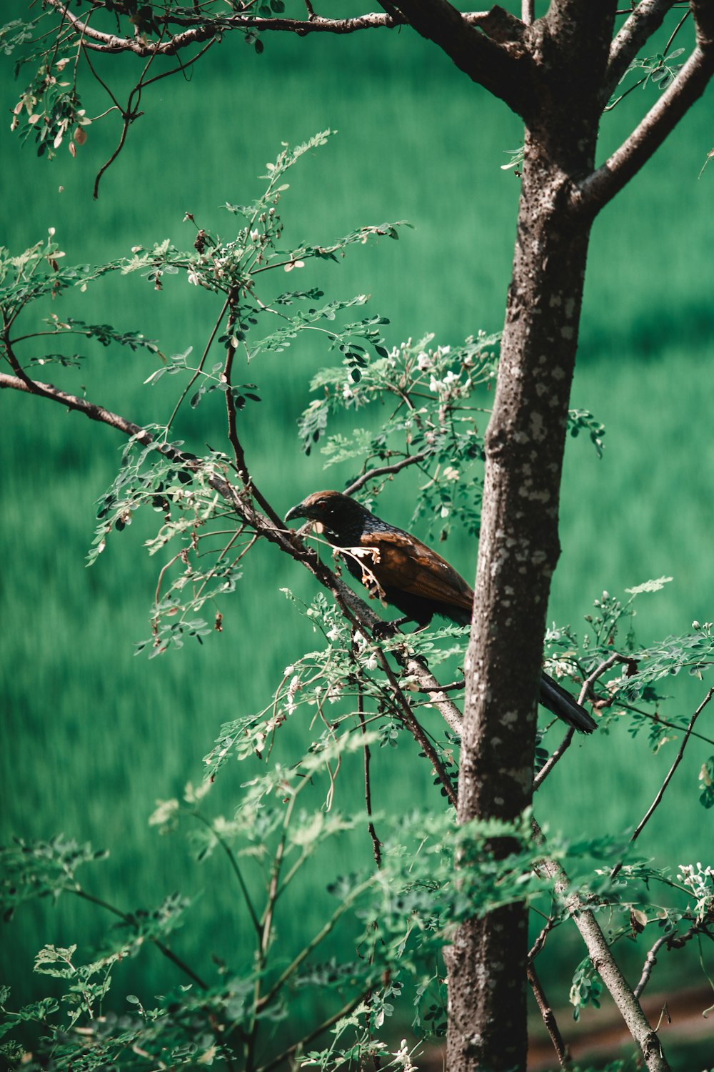 a bird perched on a branch of a tree