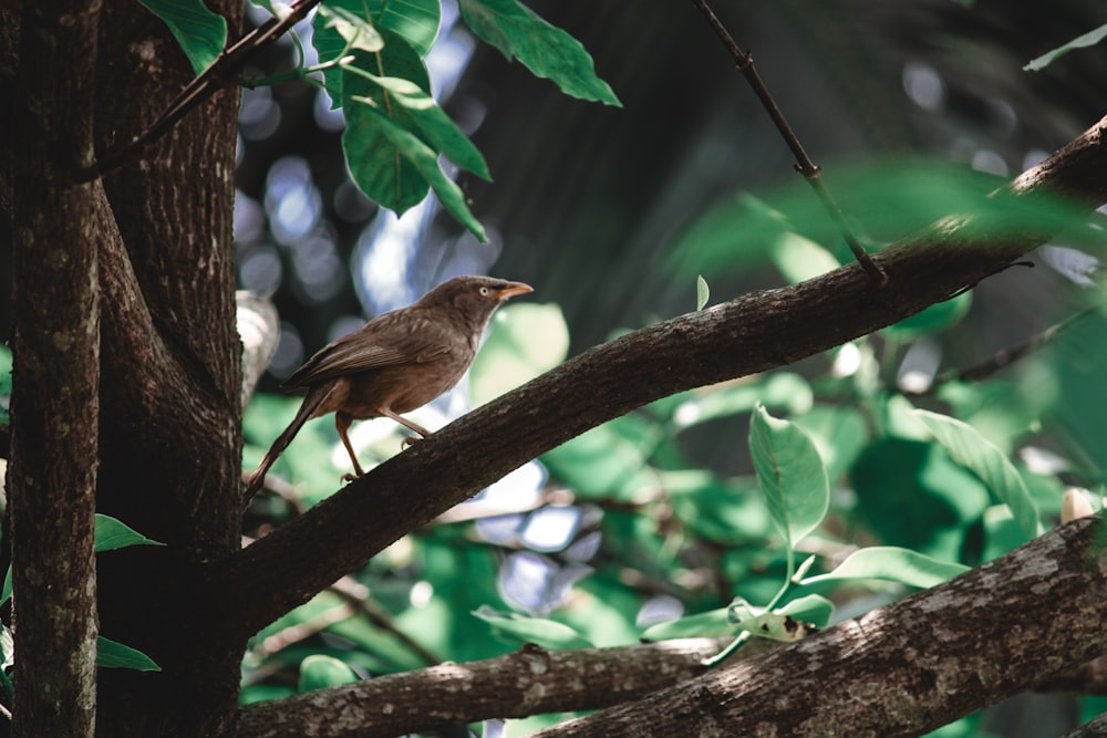 un pájaro marrón posado en la rama de un árbol