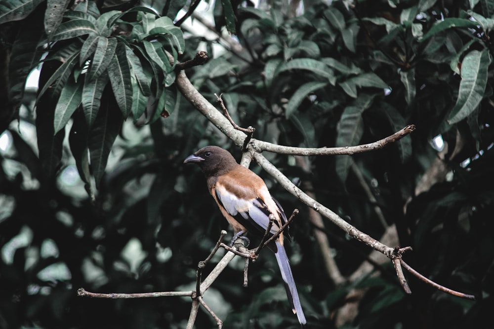 a bird sitting on a branch in a tree