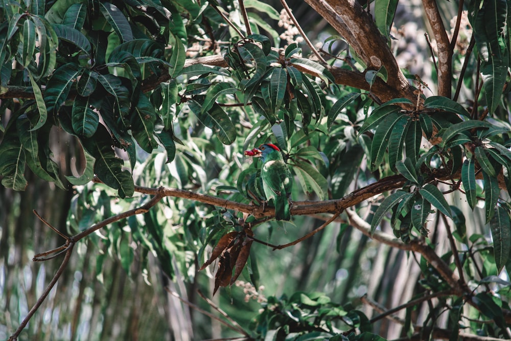 a small bird sitting on a branch of a tree