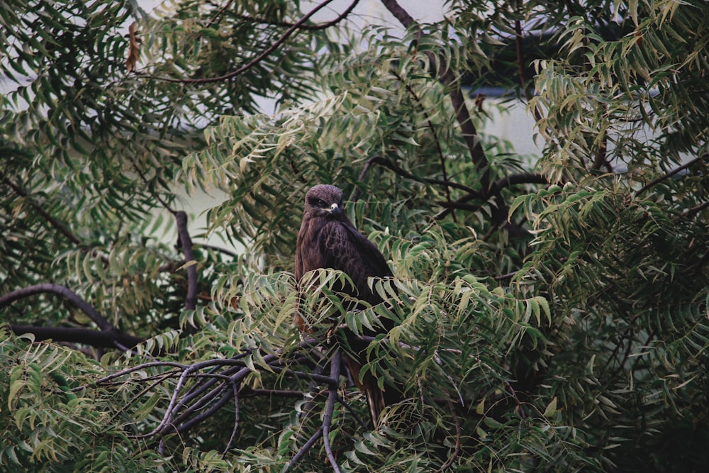 Un pájaro sentado en la cima de la rama de un árbol