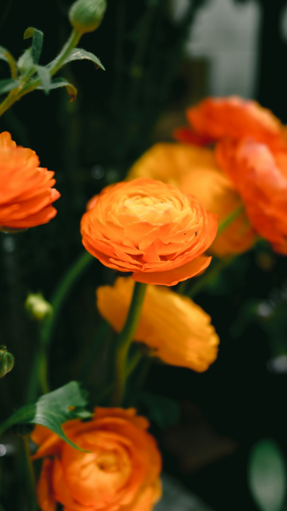 a bunch of orange flowers in a vase