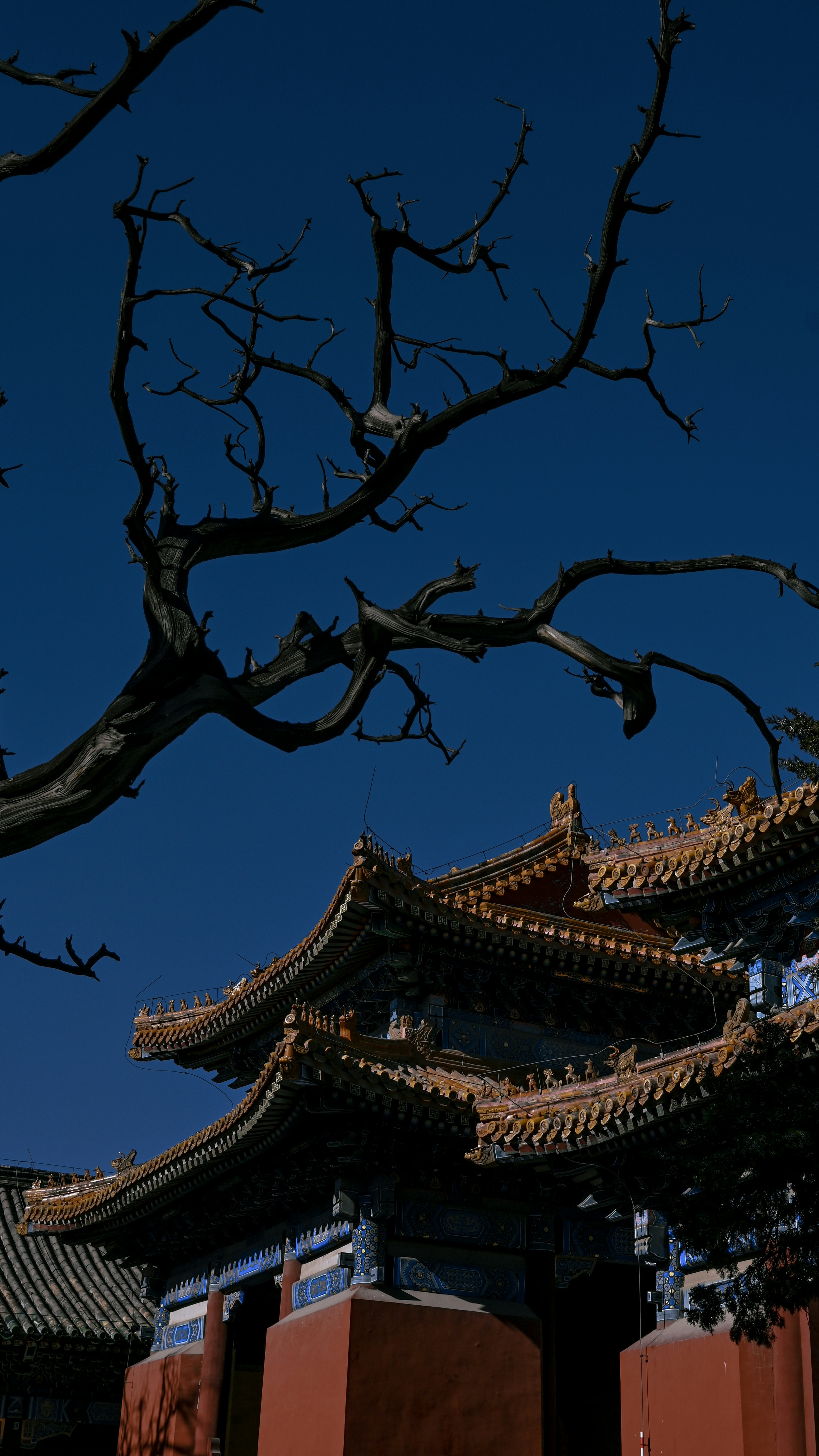 Photo by raidayzhang